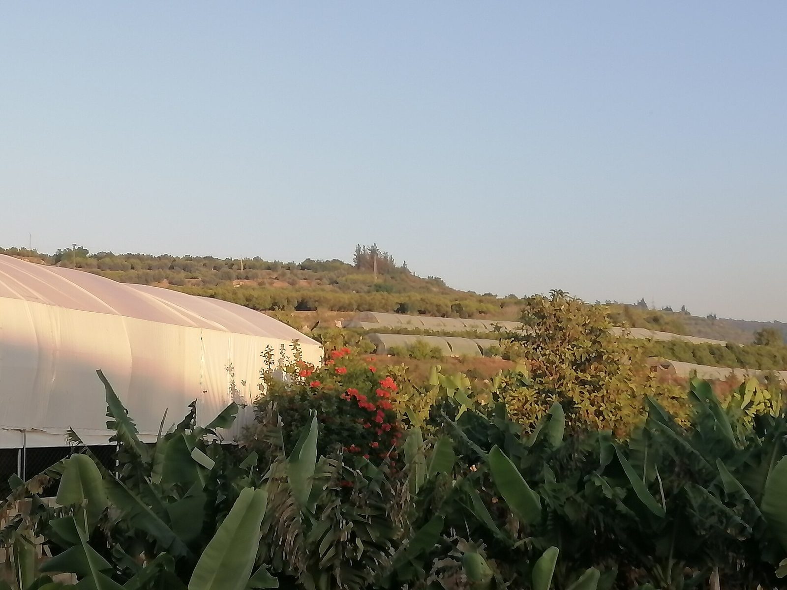 White greenhouse structures, terraced fields, tree-covered hills, Iqlim al-Tuffah