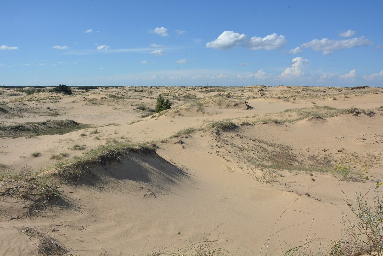 Sand dunes and sparse vegetation under a blue sky, wide view, Oleshky