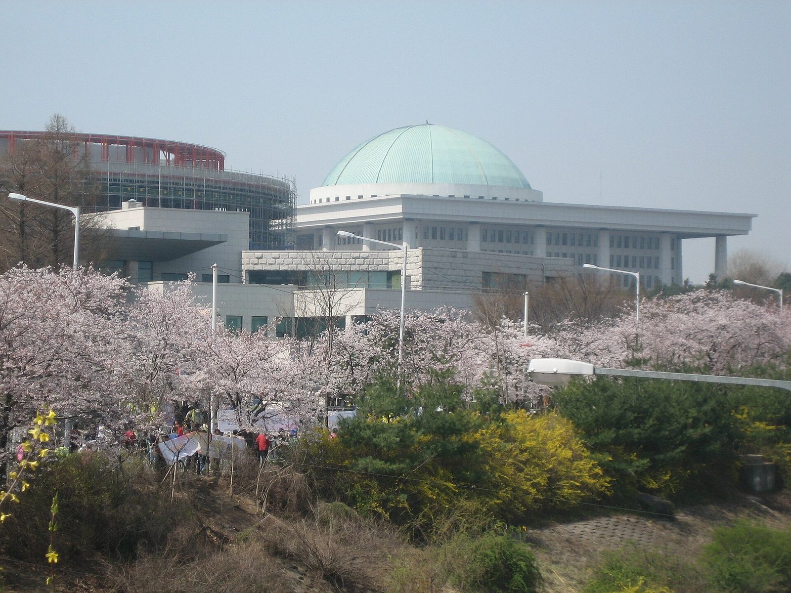 Domed government building with cherry trees in bloom in the foreground, Seoul