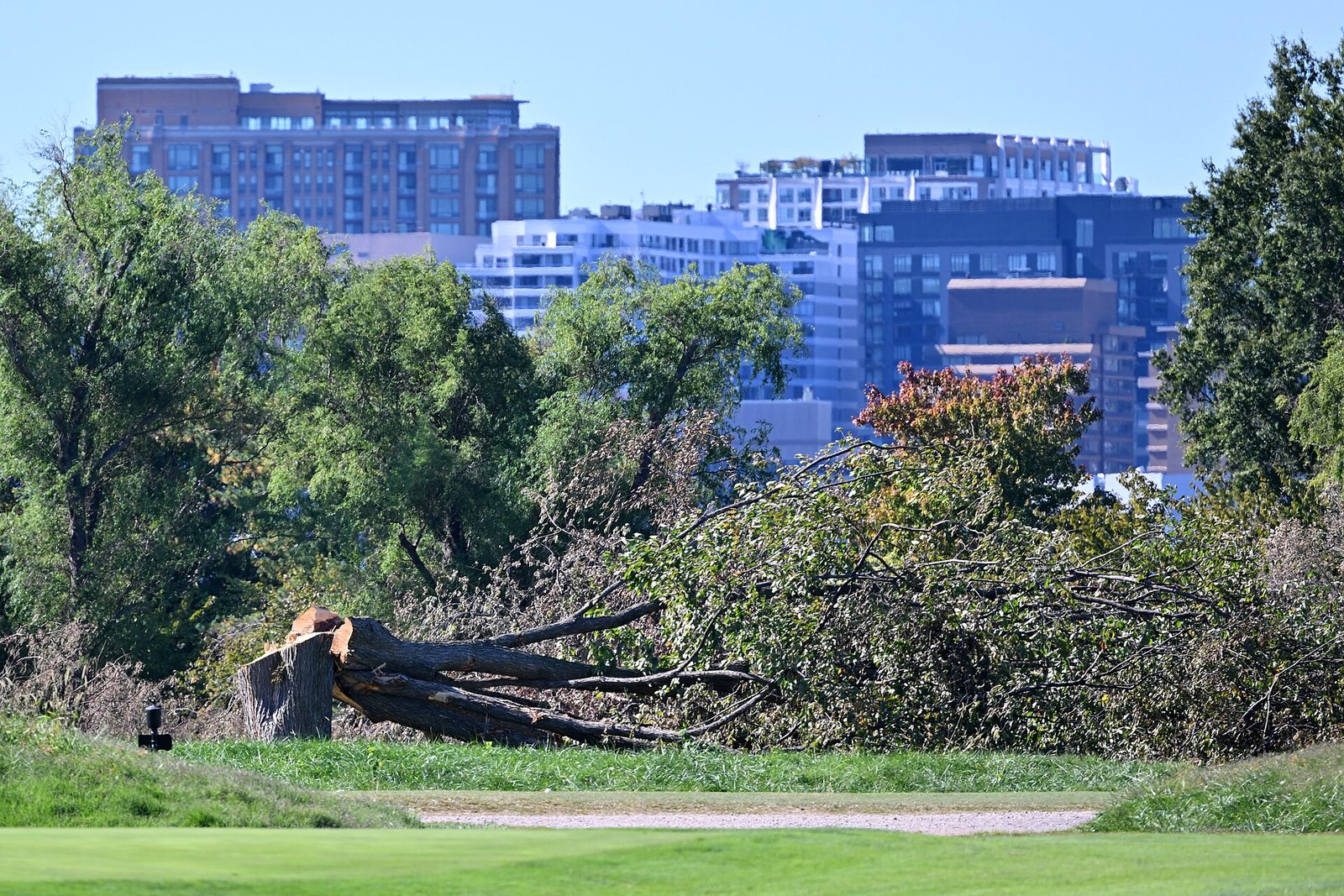 Felled tree trunk and stump on golf course, city buildings in distance, East Potomac Golf Links